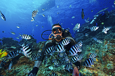 Fijian dive guide feeds a school of Scissortail Sergeant Major fish, Fiji.
