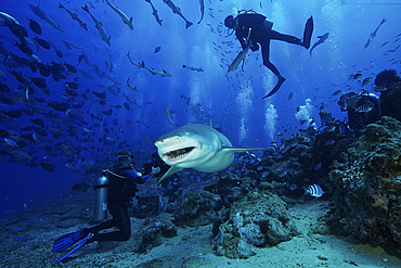 A large Lemon Shark gulps down a large tuna head in front of a crowd of divers, Fiji.