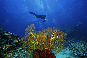 An underwater photographer swims past a large yellow gorgonian fan with a bed of red soft corals beneath it, Fiji.