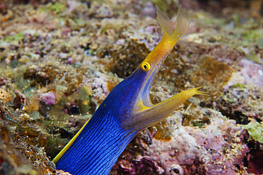A beautiful blue ribbon eel displays its open mouth to the photographer, Fiji.
