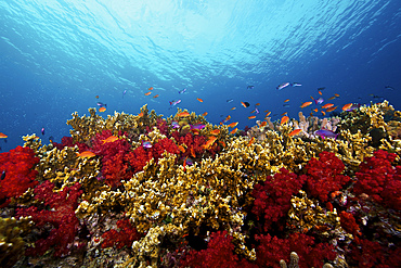 A school of orange basslets (Pseudanthias squamipinnis) on a healthy Fijian reef full of hard and soft corals, Fiji.