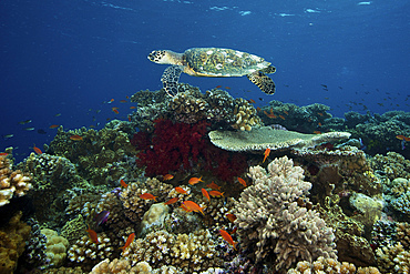 Hawksbill turtle glides over the pristine reefs in Fiji.