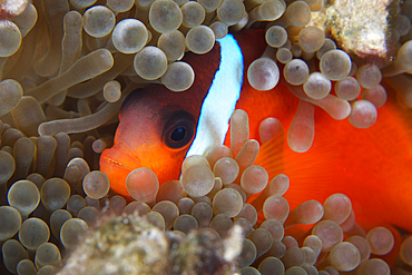 Cinnamon Clownfish (Amphiprion melanopus) in its host anemone.