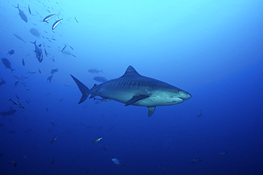 A large 10 foot Tiger Shark swims into the feeding zone, Fiji.