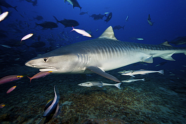 A large 10 foot Tiger Shark swims into the feeding zone, Fiji.