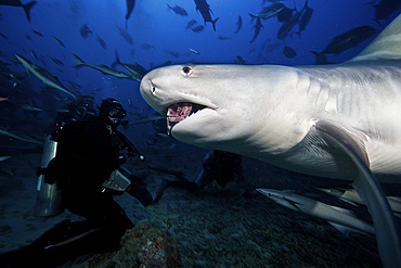 A 10 foot Tiger Shark consumes a large tuna head that was hand-fed by a local Fijian dive guide.