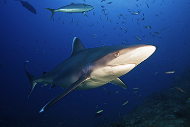 A large silvertip shark comes in close to look at the photographer, Fiji.
