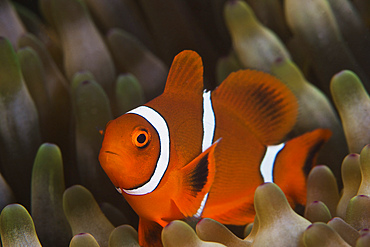 A juvenile spinecheek clownfish in its host anemone, Papua New Guinea.