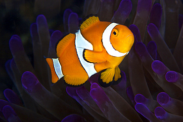 False Ocellaris Clownfish in its host anemone, Papua New Guinea.