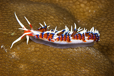 Beautiful nudibranch on coral, Papua New Guinea.