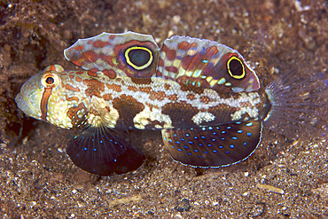 Crab-eyed Goby displaying its colorful fins, Papua New Guinea.