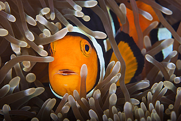 Percula Clownfish in its host anemone, Papua New Guinea.