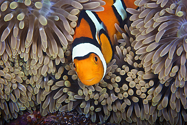 A female clownfish looks after her eggs at the edge of the host anemone, Papua New Guinea.