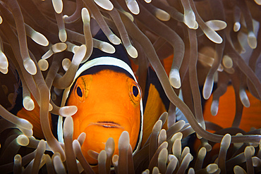 Percula Clownfish in its host anemone, Papua New Guinea.