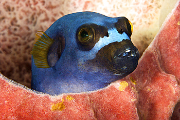 Dog face puffer hides in a sponge, Papua New Guinea.