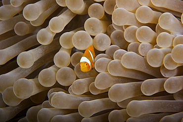 Juvenile Ocellaris Clownfish in its host anemone, Papua New Guinea.