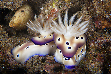 A pair of nudibranch feeding on algae, Papua New Guinea.