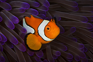 False Ocellaris Clownfish in its host anemone, Papua New Guinea.