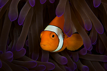 False Ocellaris Clownfish in its host anemone, Papua New Guinea.