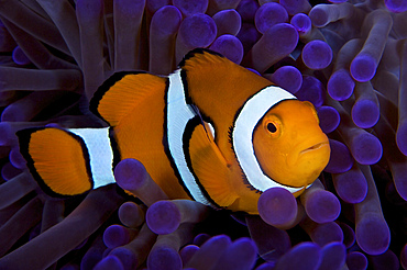False Ocellaris Clownfish in its host anemone, Papua New Guinea.