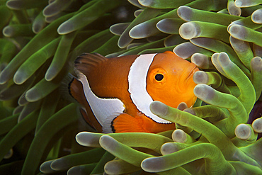False Ocellaris Clownfish in its host anemone, Papua New Guinea.