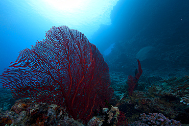 Large red gorgonian sea fan on a Fijian Reef.