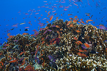 Schooling anthias fish and healthy corals of Beqa Lagoon, Fiji.