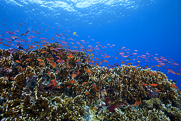 Schooling anthias fish and healthy corals of Beqa Lagoon, Fiji.