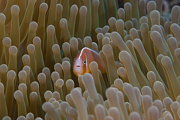 Pink anemonefish (Amphiprion perideraion) on its host anenome, Fiji.