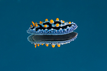 Phyllidia coelestis nudibranch on blue background, Beqa Lagoon, Fiji.