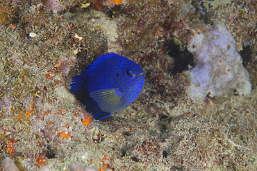 Damselfish, Beqa Lagoon, Fiji.