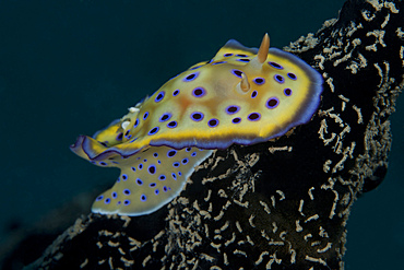 Chromodoris kuniei nudibranch, Beqa Lagoon, Fiji.