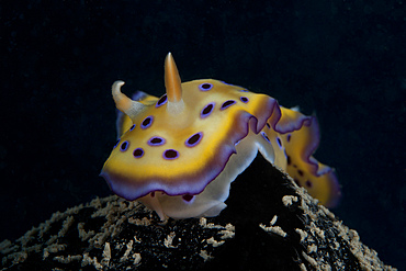Chromodoris kuniei nudibranch, Beqa Lagoon, Fiji.