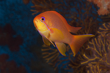 Scalefin anthias fish (Pseudanthias squamipinnis) Beqa Lagoon, Fiji.