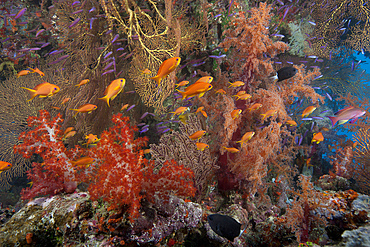 Schooling scalefin anthias fish (Pseudanthias squamipinnis) and beautiful soft corals of Beqa Lagoon, Fiji.