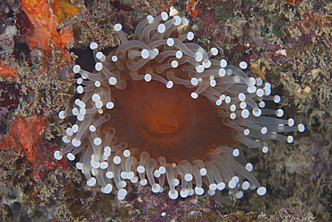 Sea anenome in the Beqa Lagoon reef, Fiji.