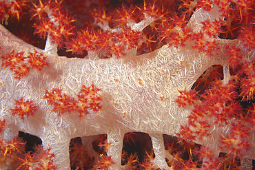 Red tree coral (Dendronephthya) on a Fijian reef.