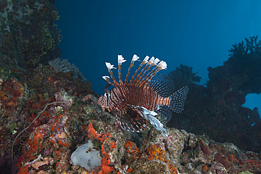 A large common lionfish (Pterois volitans) swimming at Beqa Lagoon, Fiji.