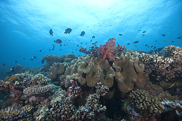 Schooling anthias fish and healthy corals of Beqa Lagoon, Fiji.