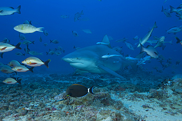 A large bull shark (Carcharhinus leucas) at The Bistro dive site in Fiji.