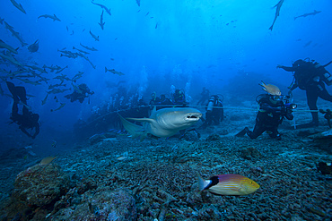 A large tawny nurse shark (Nebrius ferrugineus) swims past divers at The Bistro dive site in Fiji.