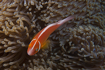 Pink anemonefish in its host anenome, Fiji.