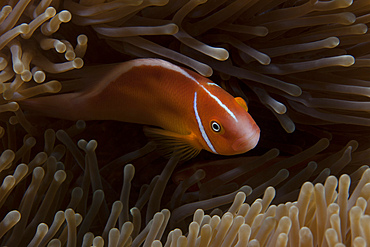Pink anemonefish in its host anenome, Fiji.