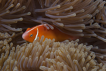 Pink anemonefish in its host anenome, Fiji.