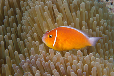 Pink anemonefish in its host anenome, Fiji.