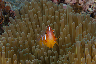 Pink anemonefish in its host anenome, Fiji.