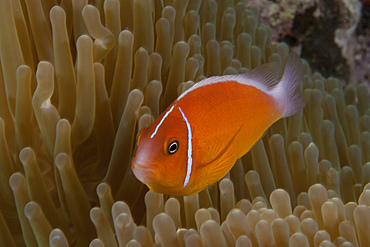 Pink anemonefish in its host anenome, Fiji.