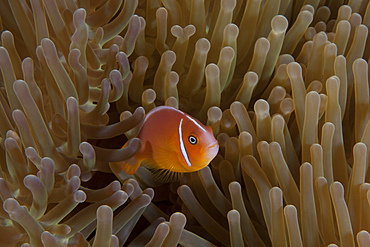 Pink anemonefish in its host anenome, Fiji.
