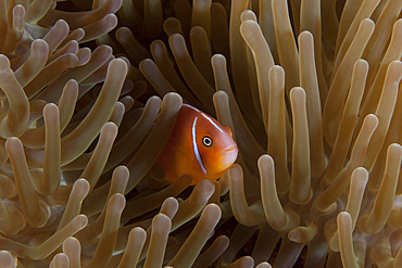 Pink anemonefish in its host anenome, Fiji.