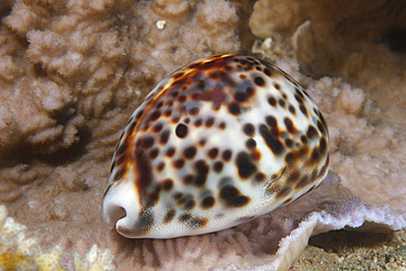 A large tiger cowrie (Cypraea tigrisis), Beqa Lagoon, Fiji.